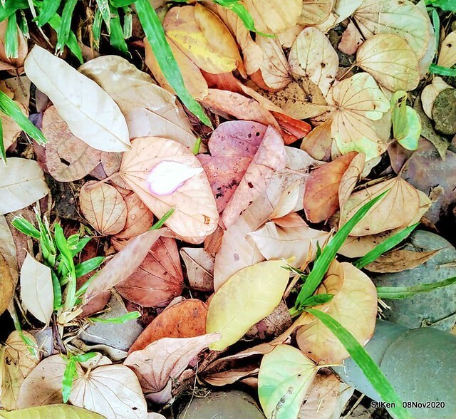 Taichung city plaza park , Taichung, Middle Taiwan, SJKen, Nov 8, 2020.