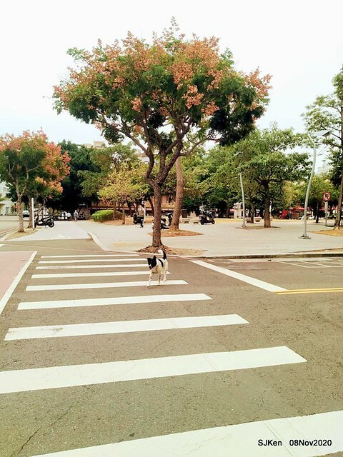 Taichung city plaza park , Taichung, Middle Taiwan, SJKen, Nov 8, 2020.