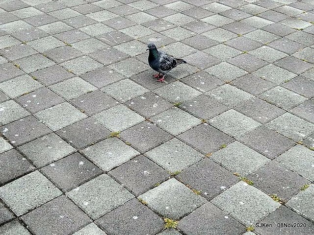 Taichung city plaza park , Taichung, Middle Taiwan, SJKen, Nov 8, 2020.