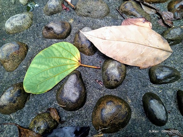 Taichung city plaza park , Taichung, Middle Taiwan, SJKen, Nov 8, 2020.