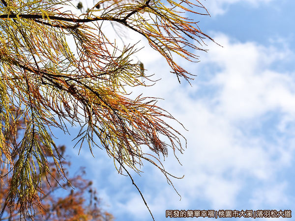 大溪落羽松大道19-如羽毛般的枝葉.JPG