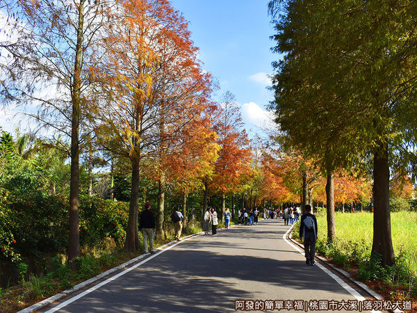 大溪落羽松大道22-悠閒愜意的美景.JPG