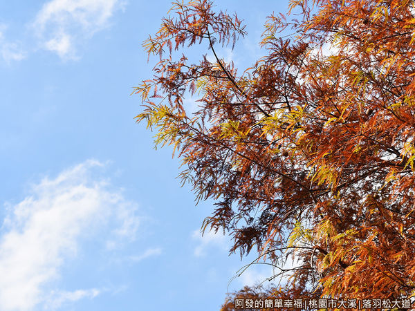 大溪落羽松大道17-好天氣好風景.JPG