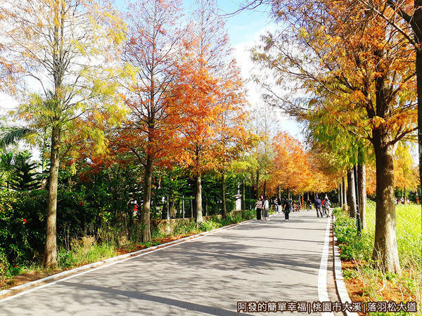 大溪落羽松大道20-有如在北國之秋的鄉村小路如畫般的美麗.jpg
