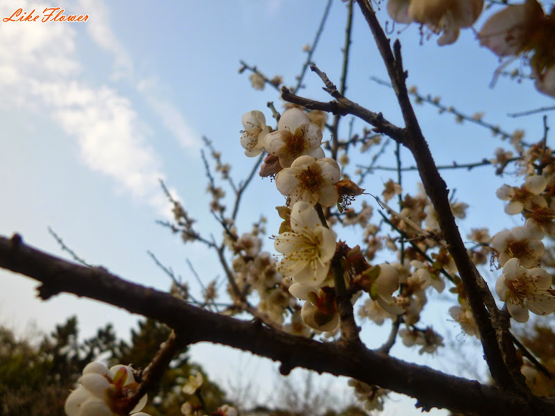 【新竹/景點】非單眼，我的梅花拍攝初練習，２０１５最後一梅－清大梅園