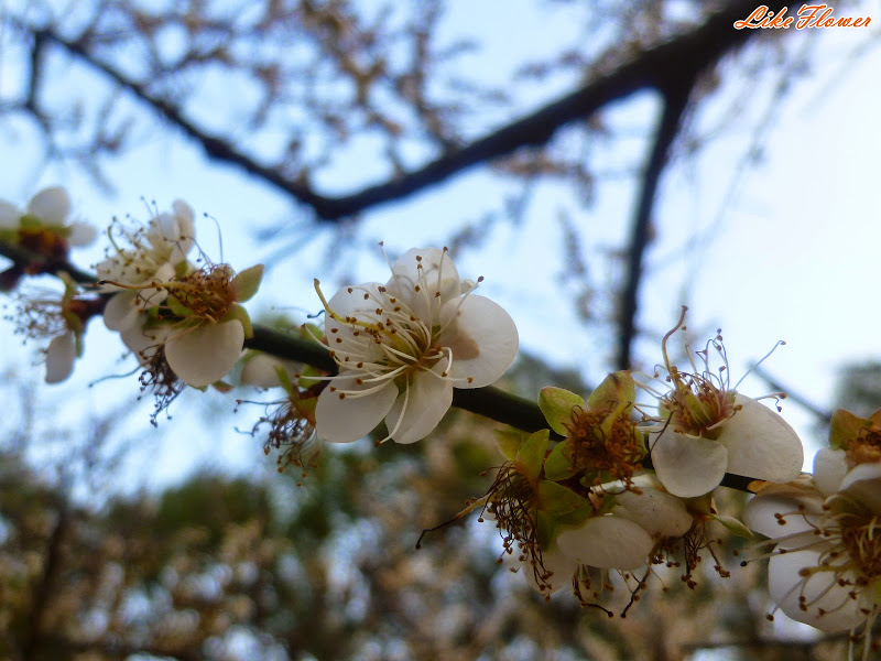 【新竹/景點】非單眼，我的梅花拍攝初練習，２０１５最後一梅－清大梅園