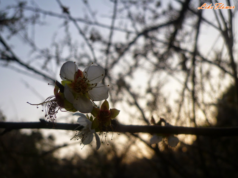 【新竹/景點】非單眼，我的梅花拍攝初練習，２０１５最後一梅－清大梅園
