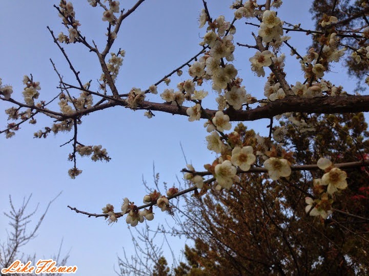 【新竹/景點】非單眼，我的梅花拍攝初練習，２０１５最後一梅－清大梅園
