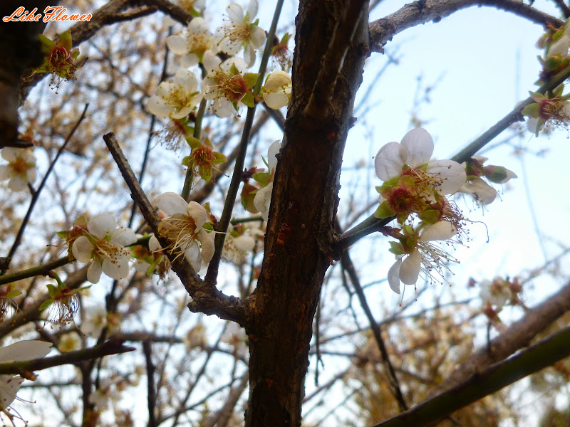 【新竹/景點】非單眼，我的梅花拍攝初練習，２０１５最後一梅－清大梅園