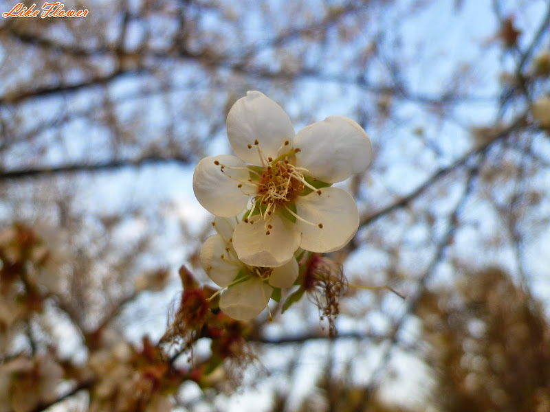 【新竹/景點】非單眼，我的梅花拍攝初練習，２０１５最後一梅－清大梅園