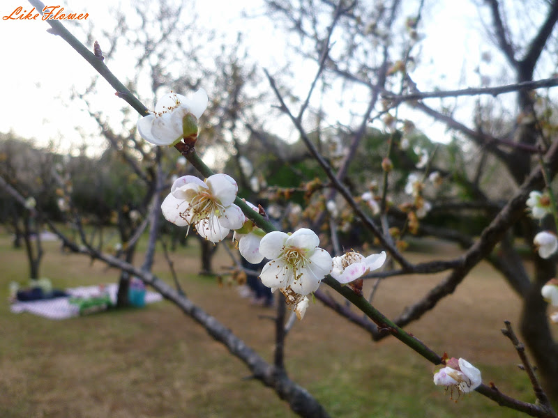 【新竹/景點】非單眼，我的梅花拍攝初練習，２０１５最後一梅－清大梅園