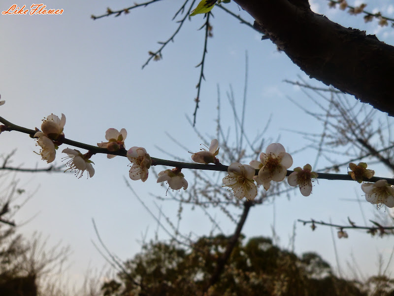 【新竹/景點】非單眼，我的梅花拍攝初練習，２０１５最後一梅－清大梅園
