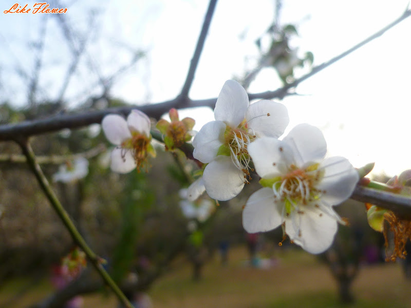 【新竹/景點】非單眼，我的梅花拍攝初練習，２０１５最後一梅－清大梅園