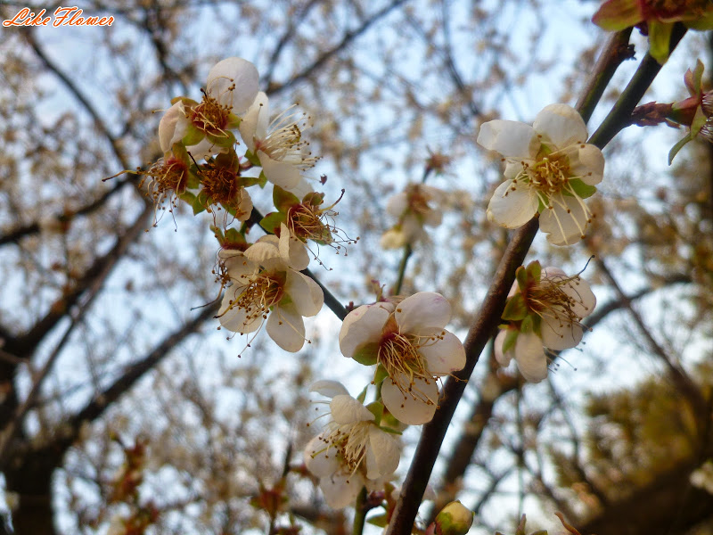 【新竹/景點】非單眼，我的梅花拍攝初練習，２０１５最後一梅－清大梅園