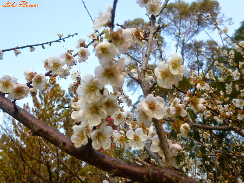 【新竹/景點】非單眼，我的梅花拍攝初練習，２０１５最後一梅－清大梅園