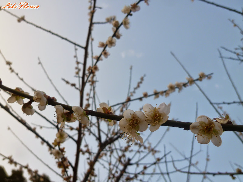 【新竹/景點】非單眼，我的梅花拍攝初練習，２０１５最後一梅－清大梅園