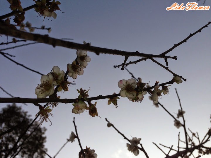 【新竹/景點】非單眼，我的梅花拍攝初練習，２０１５最後一梅－清大梅園