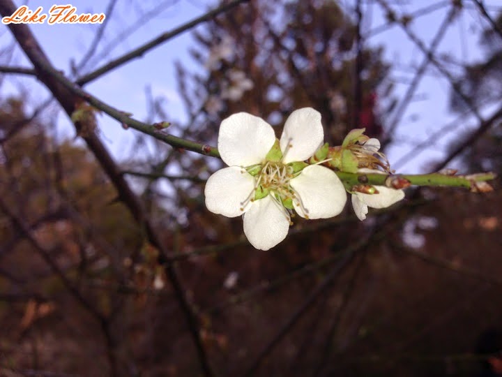 【新竹/景點】非單眼，我的梅花拍攝初練習，２０１５最後一梅－清大梅園