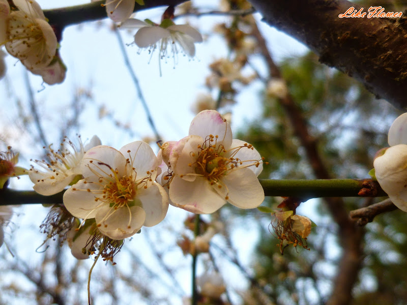 【新竹/景點】非單眼，我的梅花拍攝初練習，２０１５最後一梅－清大梅園