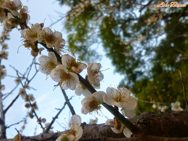 【新竹/景點】非單眼，我的梅花拍攝初練習，２０１５最後一梅－清大梅園