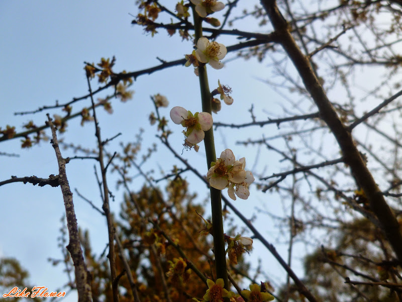 【新竹/景點】非單眼，我的梅花拍攝初練習，２０１５最後一梅－清大梅園