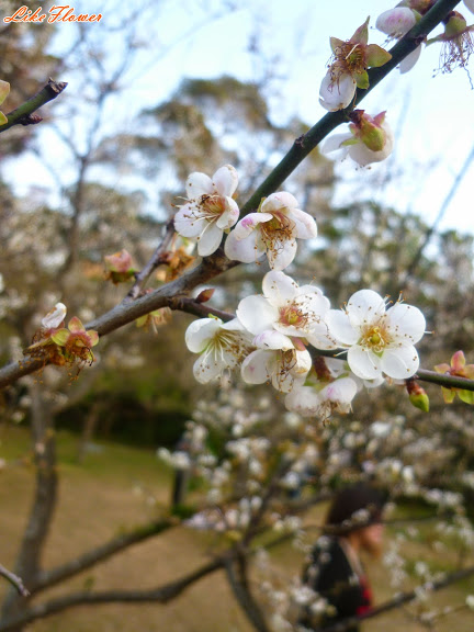 【新竹/景點】非單眼，我的梅花拍攝初練習，２０１５最後一梅－清大梅園