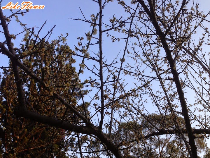 【新竹/景點】非單眼，我的梅花拍攝初練習，２０１５最後一梅－清大梅園