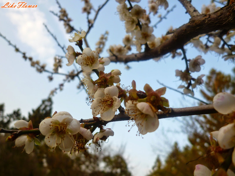 【新竹/景點】非單眼，我的梅花拍攝初練習，２０１５最後一梅－清大梅園