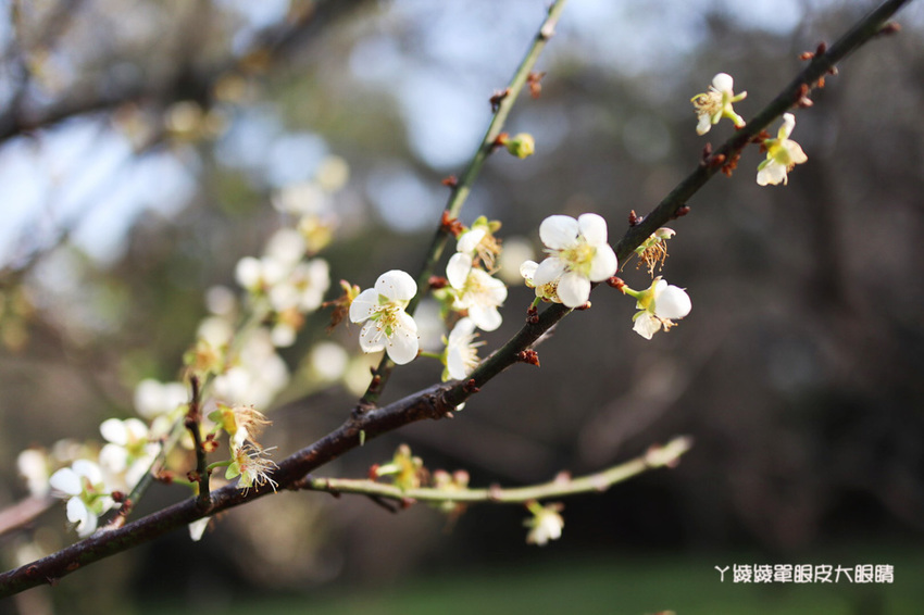 2020新竹清大梅園梅花開了!持續更新梅花花況,清大附近美食懶人包資訊整理