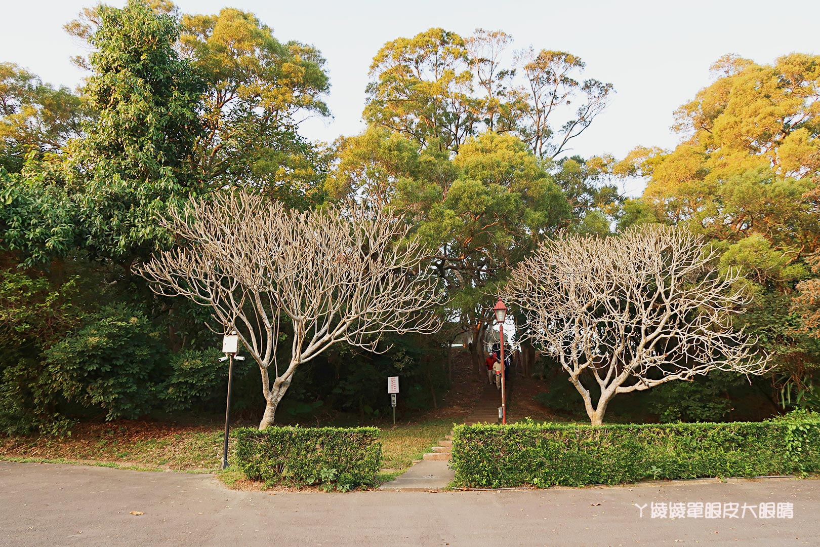 新竹旅遊景點推薦｜清大梅園賞梅花，梅花開了！（持續更新花況）