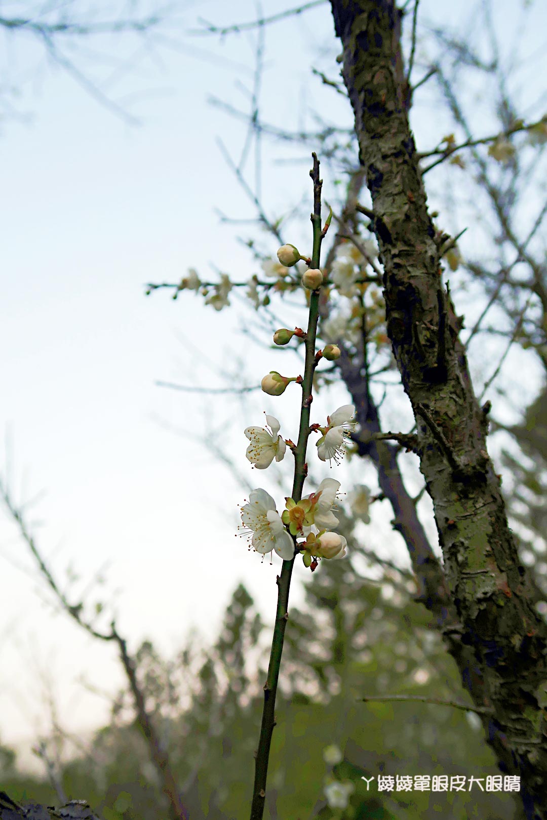 新竹旅遊景點推薦｜清大梅園賞梅花，梅花開了！（持續更新花況）