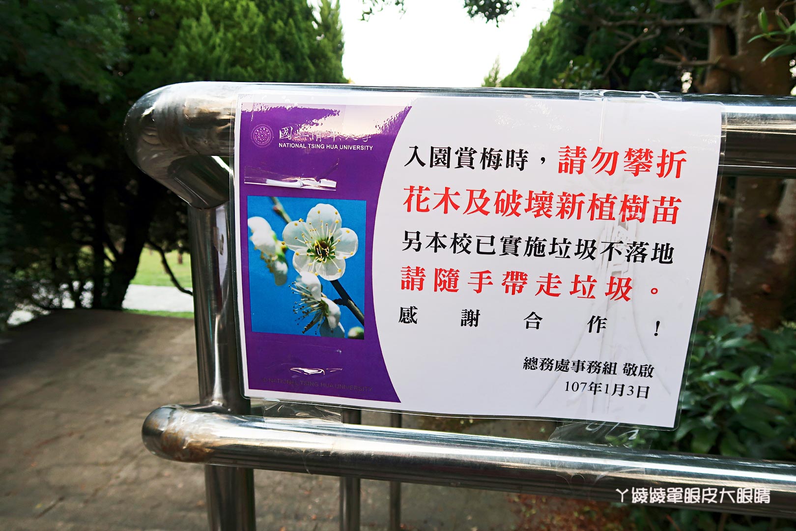 新竹旅遊景點推薦｜清大梅園賞梅花，梅花開了！（持續更新花況）