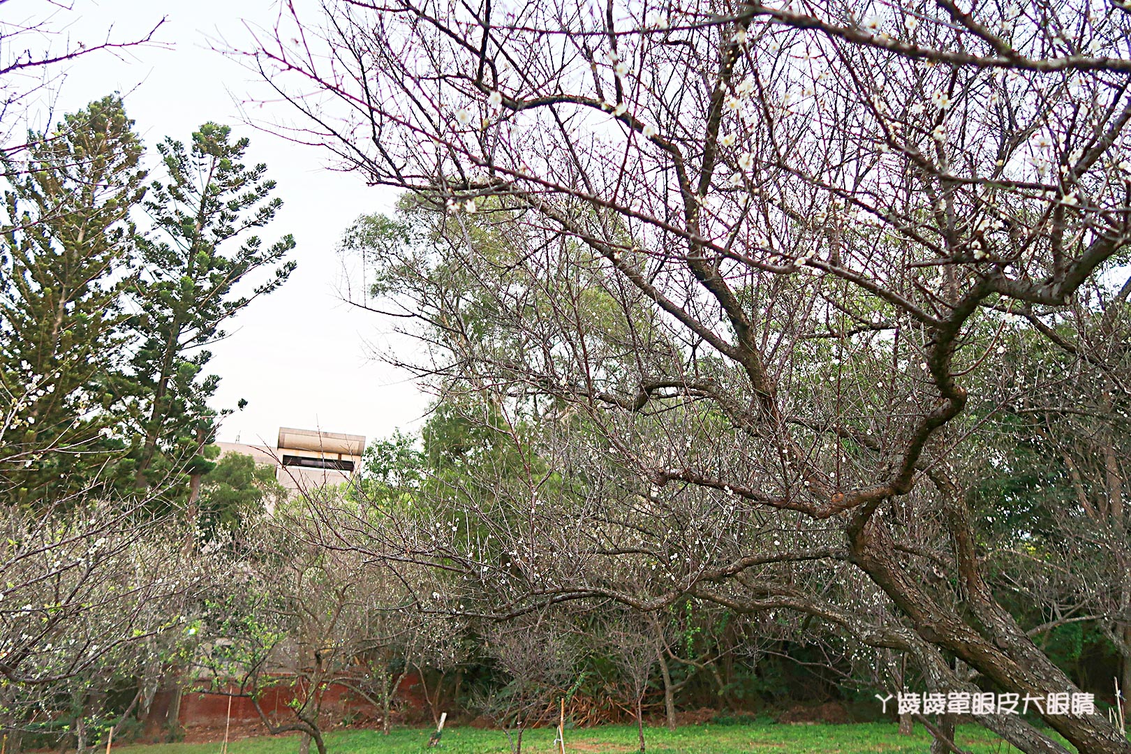 新竹旅遊景點推薦｜清大梅園賞梅花，梅花開了！（持續更新花況）