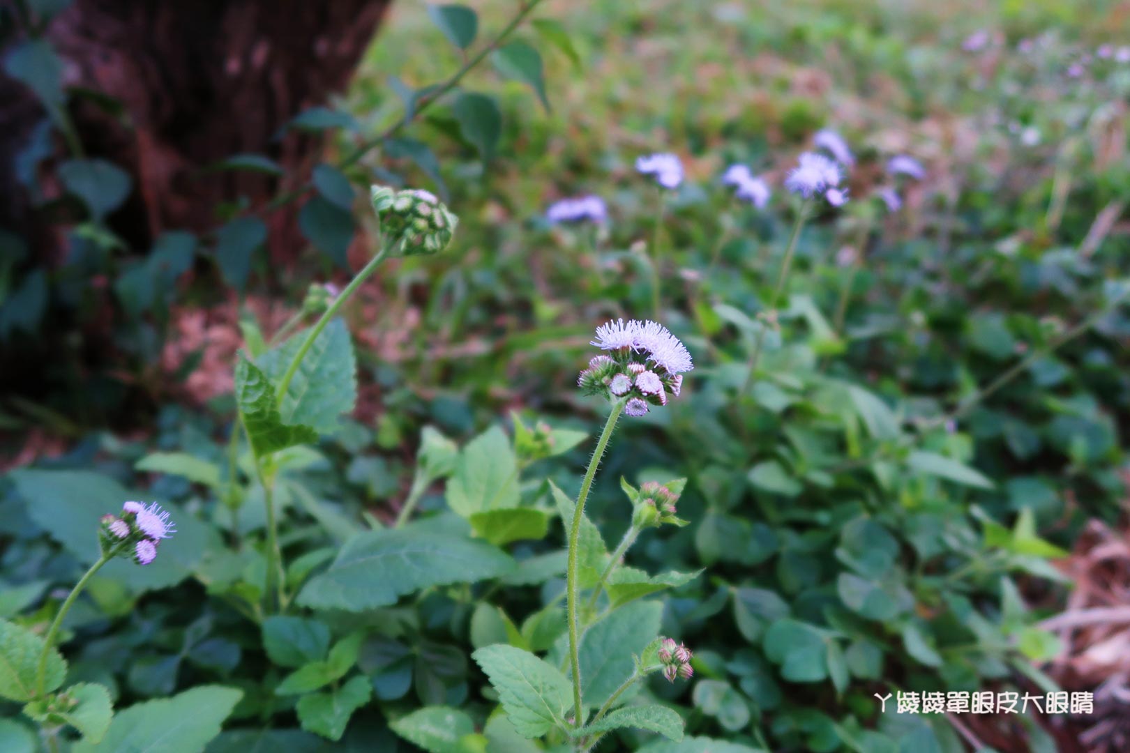 新竹旅遊景點推薦｜清大梅園賞梅花，梅花開了！（持續更新花況）