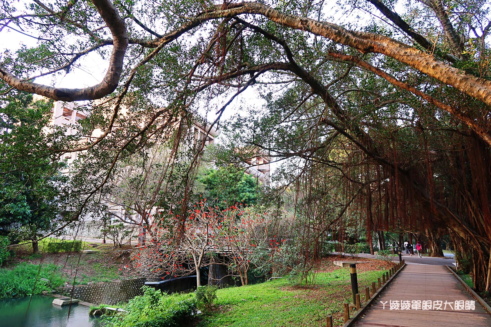 新竹旅遊景點推薦｜清大梅園賞梅花，梅花開了！（持續更新花況）