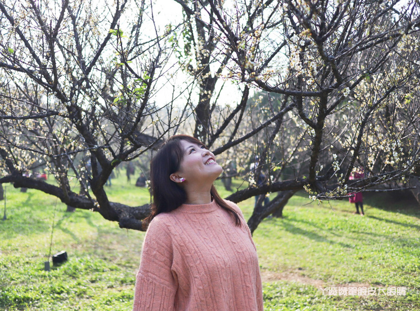 2020新竹清大梅園梅花開了!持續更新梅花花況,清大附近美食懶人包資訊整理