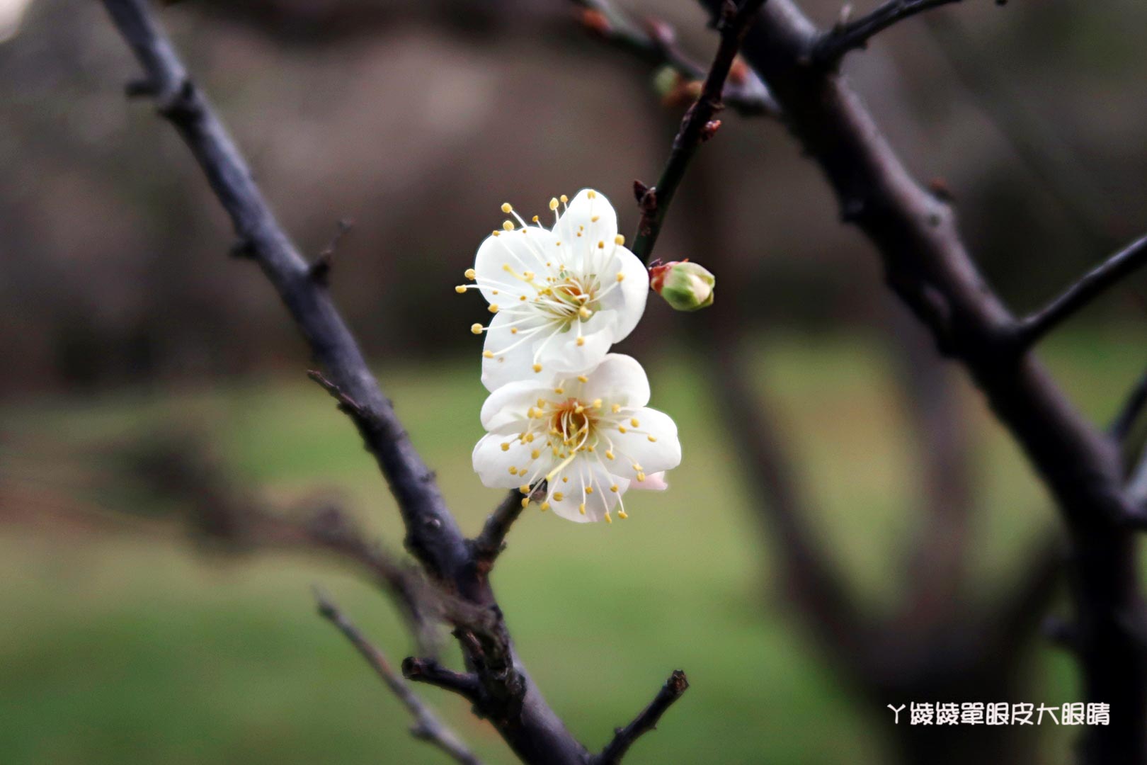 新竹旅遊景點推薦｜清大梅園賞梅花，梅花開了！（持續更新花況）