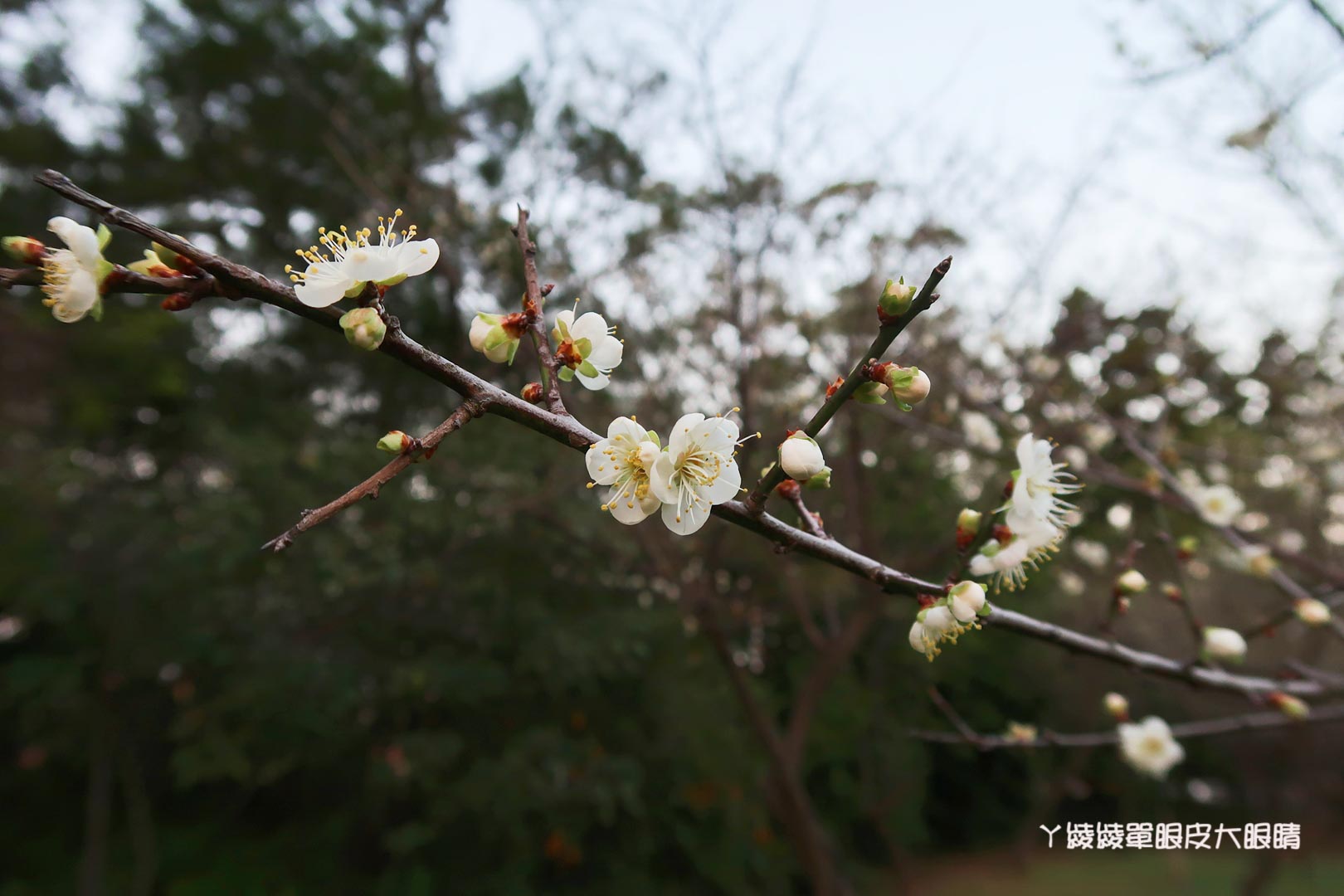新竹旅遊景點推薦｜清大梅園賞梅花，梅花開了！（持續更新花況）