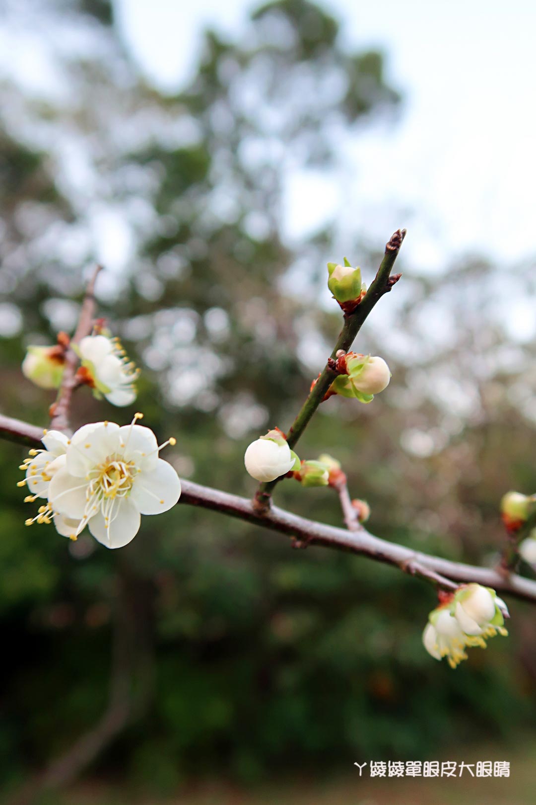 新竹旅遊景點推薦｜清大梅園賞梅花，梅花開了！（持續更新花況）