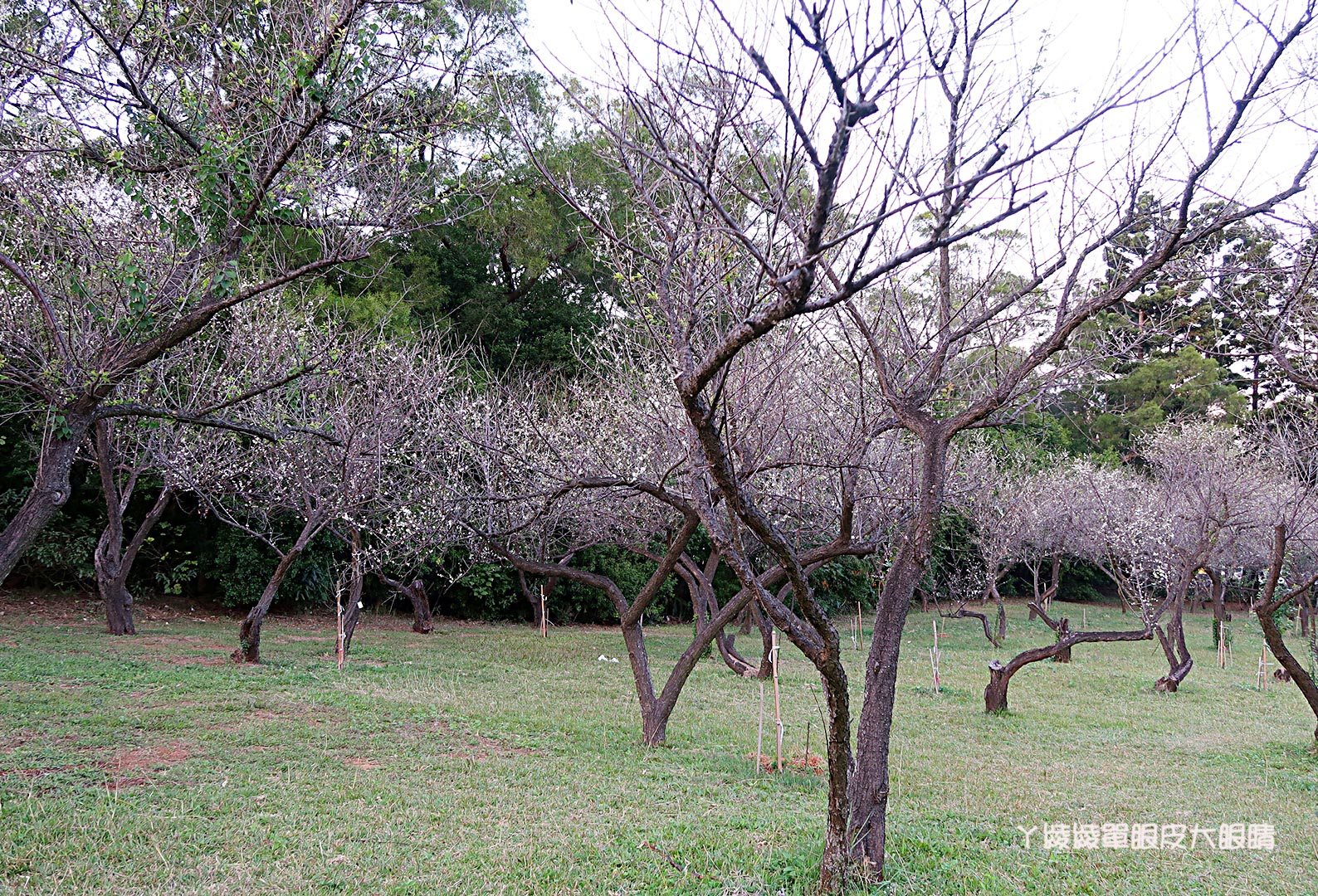 新竹旅遊景點推薦｜清大梅園賞梅花，梅花開了！（持續更新花況）