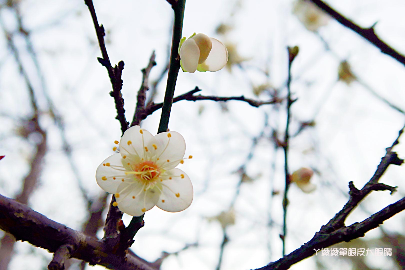 新竹旅遊景點推薦｜清大梅園賞梅花，梅花開了！（持續更新花況）
