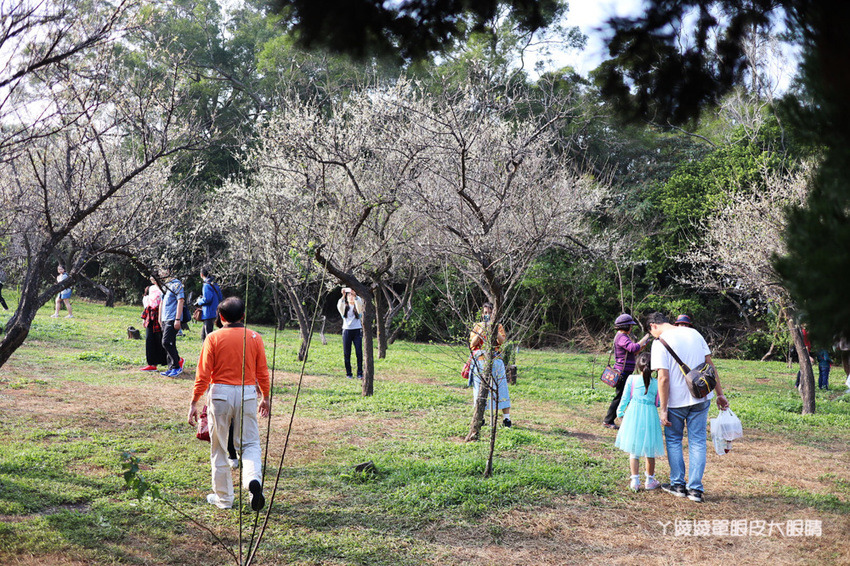 2020新竹清大梅園梅花開了!持續更新梅花花況,清大附近美食懶人包資訊整理