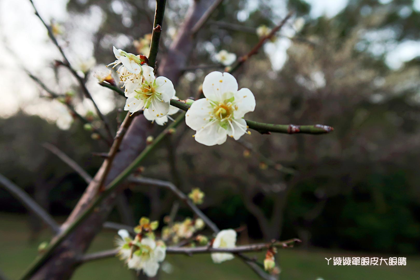 新竹旅遊景點推薦｜清大梅園賞梅花，梅花開了！（持續更新花況）