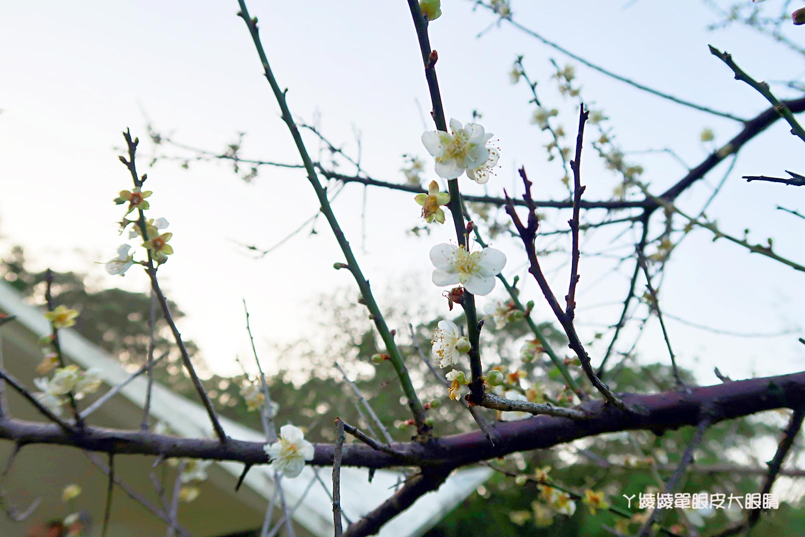 新竹旅遊景點推薦｜清大梅園賞梅花，梅花開了！（持續更新花況）