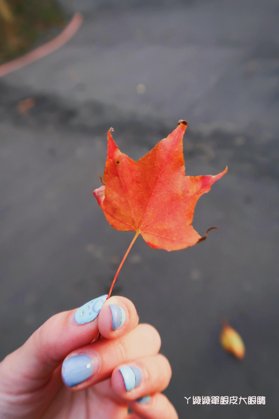 新竹旅遊景點推薦｜清大梅園賞梅花，梅花開了！（持續更新花況）