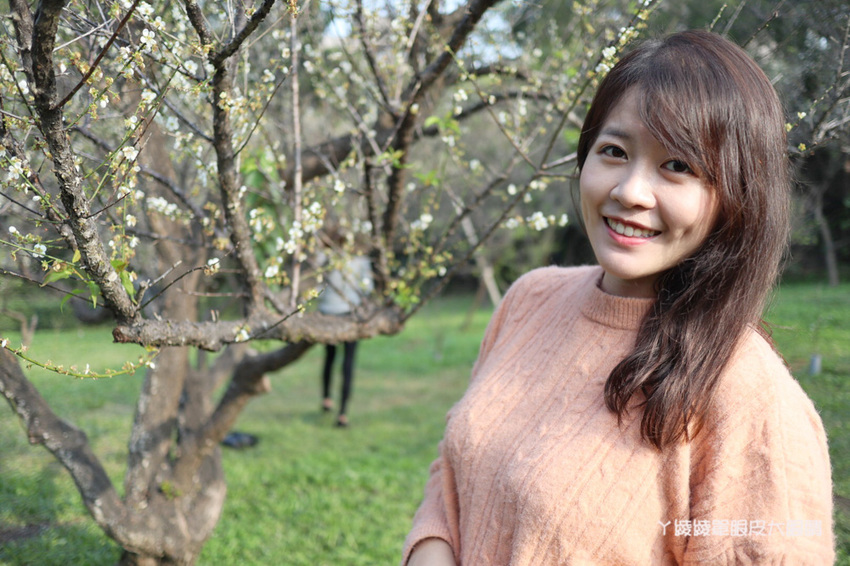 2020新竹清大梅園梅花開了！持續更新梅花花況，清大附近美食懶人包資訊整理