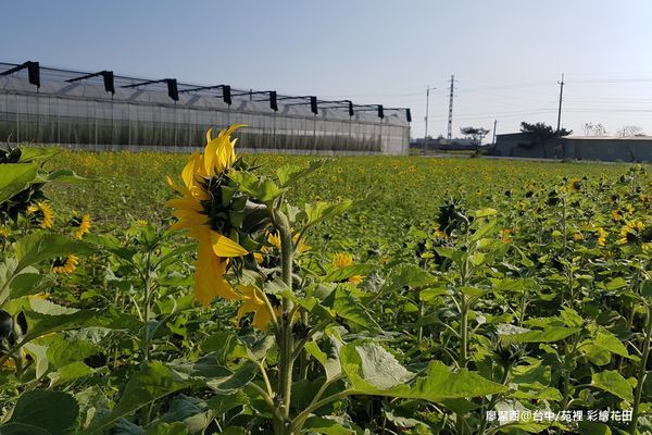 【台中/苑裡】彩繪稻田