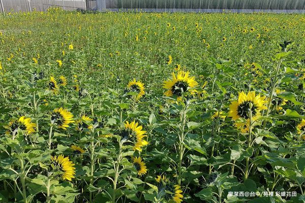 【台中/苑裡】彩繪稻田