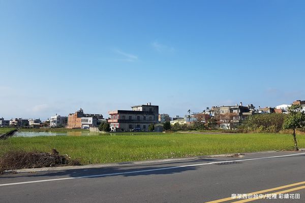 【台中/苑裡】彩繪稻田