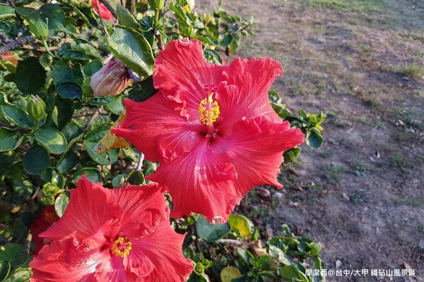 【台中/大甲】鐵砧山風景區